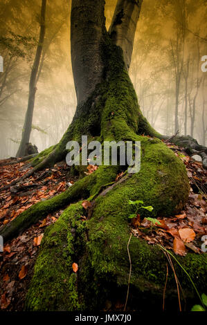 low angle view of old tree roots in misty autumn forest Stock Photo