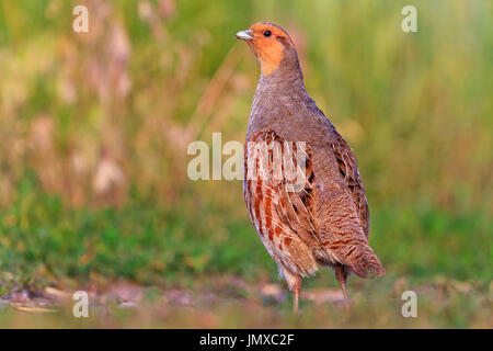 Grey partridge dream of every hunter,wildlife Creative photos Stock Photo