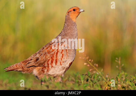 Aristocratic trophy hunter gray partridge,wildlife Creative photos Stock Photo