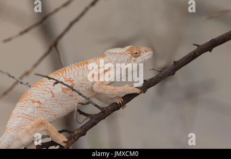 Close up of desert iguana climbing on branch Stock Photo