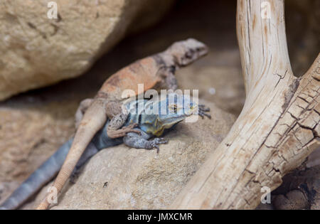 Baja blue rock lizard and chuckwalla basking on rock Stock Photo