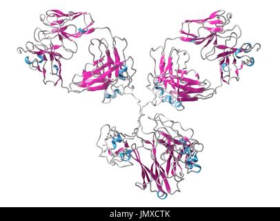 IgG1 monoclonal antibody (immunoglobulin). Many biotech drugs are antibodies. Cartoon model, secondary structure colouring (helices blue, sheets pink). Stock Photo