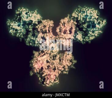 IgG1 monoclonal antibody (immunoglobulin). Many biotech drugs are antibodies. Stylized combination of a semi-transparent surface model with a cartoon representation. Cartoon: gradient colouring (N-terminus blue, C-terminus pink). Stock Photo