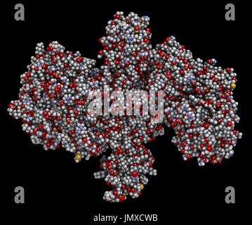 Botulinum toxin neurotoxic protein. Produced by Clostridium botulinum. Cosmetically used to treat wrinkles. Space-filling model with conventional colour coding. Stock Photo