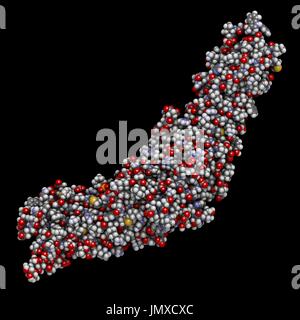 Cholesteryl ester transfer protein (CETP). Potential drug target in atherosclerosis therapy. Space-filling model with conventional colour coding. Stock Photo