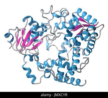 Cytochrome P450 (CYP3A4) liver enzyme in complex with the antibiotic erythromycin. Stock Photo