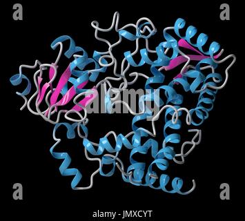 Cytochrome P450 (CYP3A4) liver enzyme in complex with the antibiotic erythromycin. Stock Photo