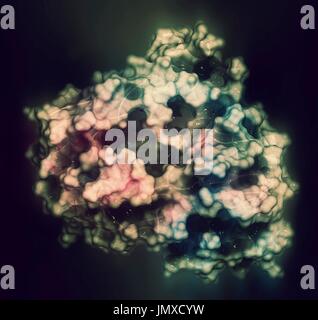 Cytochrome P450 (CYP3A4) liver enzyme in complex with the antibiotic erythromycin. Cartoon: gradient colouring (N-terminus blue, C-terminus pink). Stock Photo