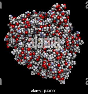 Cytochrome P450 (CYP3A4) liver enzyme in complex with the antibiotic erythromycin. Space-filling model with conventional colour coding. Stock Photo