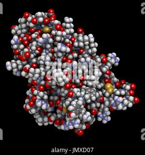 Erythropoietin (human EPO, epoetin) protein hormone. Stimulates production of red blood cells. Used as medicine and in sports doping. Space-filling model with conventional colour coding. Stock Photo