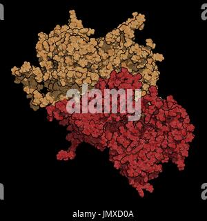 Coagulation factor VIII (fVIII) protein. Deficiency causes haemophilia A. Space-filling model. Chains shown in different colours. Stock Photo