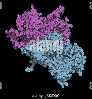 Coagulation factor VIII (fVIII) protein. Deficiency causes haemophilia A. Space-filling model. Chains shown in different colours. Stock Photo