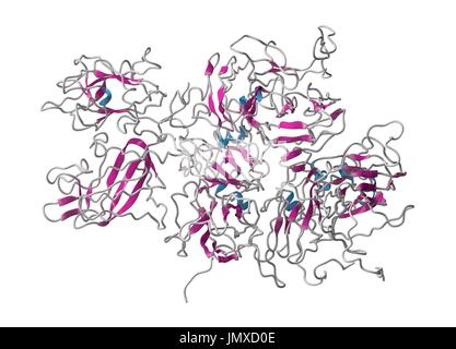 Coagulation factor VIII (fVIII) protein. Deficiency causes haemophilia A. Cartoon model, secondary structure colouring (helices blue, sheets pink). Stock Photo