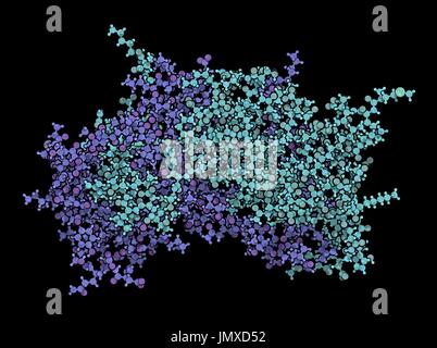 Interferon gamma (IFNg) cytokine molecule, chemical structure. Recombinant form used in treatment of osteopetrosis and chronic granulomatous disease. Ball-and-stick model. Coloured per chain. Stock Photo