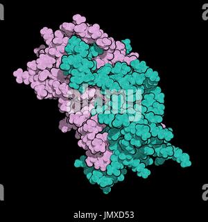 Interferon gamma (IFNg) cytokine molecule, chemical structure. Recombinant form used in treatment of osteopetrosis and chronic granulomatous disease. Space-filling model. Chains shown in different colours. Stock Photo