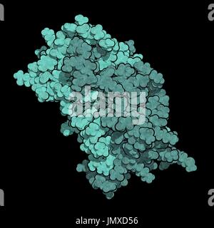 Interferon gamma (IFNg) cytokine molecule, chemical structure. Recombinant form used in treatment of osteopetrosis and chronic granulomatous disease. Space-filling model. Chains shown in different colours. Stock Photo