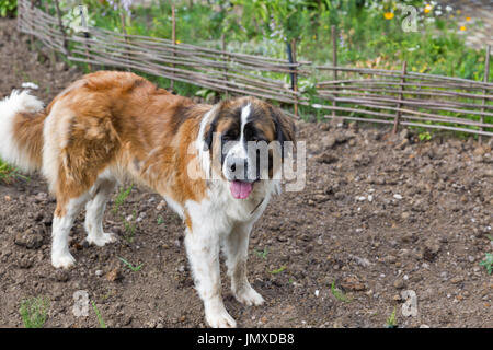 Young saint bernard dog standing in the garden closeup Stock Photo