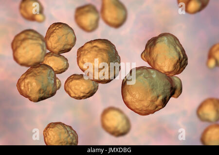 Cryptococcus neoformans fungus, computer illustration. C. neoformans is a yeast-like fungus that reproduces by budding. An acidic mucopolysaccharide capsule completely encloses the fungus. It can cause the disease cryptococcosis, especially in immune deficient patients, such as those with HIV/AIDS (acquired immunodeficiency syndrome). The infection may cause meningitis, and may also be located in the lungs, skin or other body regions. The most common clinical form is meningoencephalitis. It is caused by inhaling the fungus found in soil that has been contaminated by pigeon droppings. Stock Photo