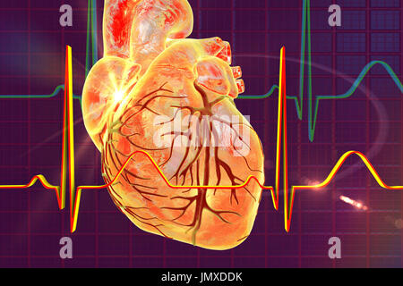 Illustration showing a heart overlaid with a normal electrocardiogram (ECG). Stock Photo
