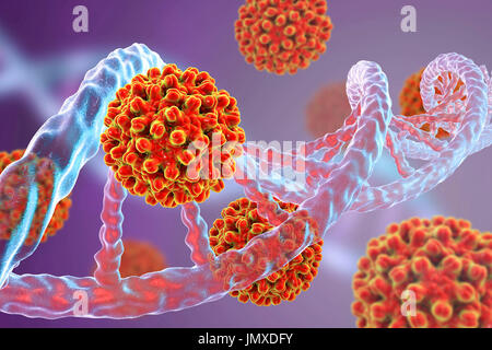 Hepatitis B viruses and DNA. Conceptual image for viral oncogenesis. Hepatitis B viruses (HBV) can integrate into host DNA as insertional mutagens causing the activation of a cellular proto-oncogene. Integration of viral DNA into the human genome is considered an early event in the carcinogenic process and can induce, through insertional mutagenesis, the alteration of gene expression and chromosomal instability.