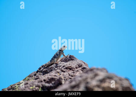 New Mexico Crevice Spiny Lizard, (Sceloporus poinsettii poinsettii), Magdalena mountains, Socorro co., New Mexico, USA. Stock Photo