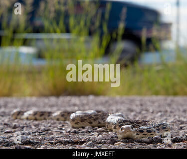 Sonoran Gopher Snake, (Pituophis catenifer affinis), basking on a paved highway in the morning.  Sierra co., New Mexico, USA. Stock Photo