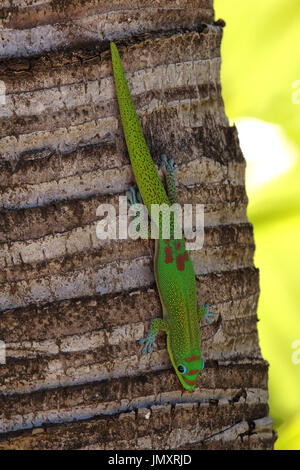 Extreme close-up of a Gold dust gecko resting on the trunk of a palm tree on Maui. Stock Photo