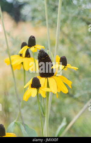 Rudbeckia Maxima Flower. Coneflower In An English Garden Stock Photo 