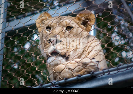 Lion in the Zoo360 walkway near the Big Cat Falls exhibit of the Philadelphia Zoo, in Philadelphia, PA, on February 24, 2017. Stock Photo