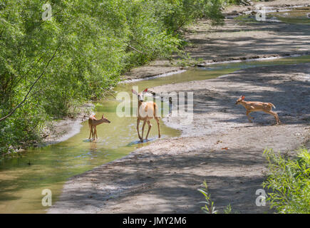 Doe of white-tailed deer with two fawns Stock Photo