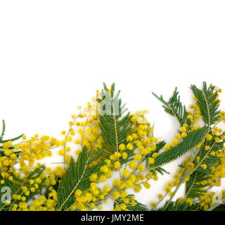 Floral background: mimosa branch isolated on a white, copyspace Stock Photo