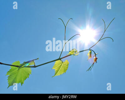 Young leafs of grapevine reach for the sun. Stock Photo