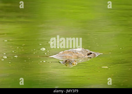 Indian Flapshell Turtle, Keoladeo Ghana national park, Rajasthan, India / (Lissemys punctata) / Indian Mud Turtle Stock Photo