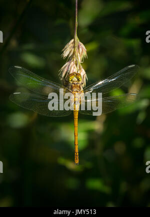 A back view of a common darter dragonfly with wings spread on a grass seed head Stock Photo