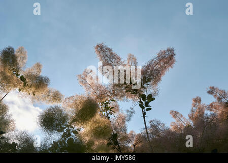 Pink smoke tree or smoketree Anacardiaceae Cotinus coggygria Royal ...