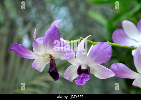 Phalaenopsis (Moth Orchid) in Peradeniya Botanical Gardens, Sri Lanka Stock Photo