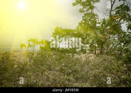 Piercing rays of sun. Tropical southern sun. Bush on Deccan plateau, on ...