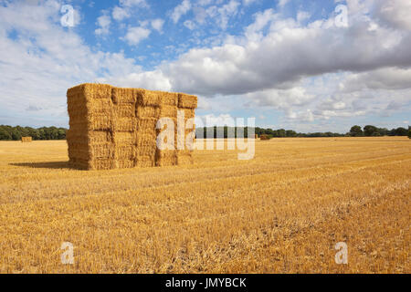 golden straw bales at harvest time in a big stubble field with trees on the horizon in yorkshire under a blue summer sky Stock Photo