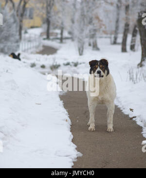 stray dog in winter time Stock Photo
