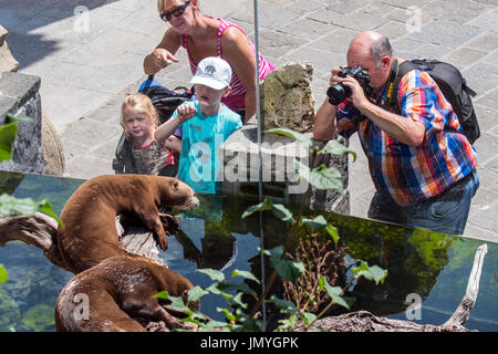 Children watching Asian small-clawed otters / oriental small-clawed otter (Amblonyx cinereus / Aonyx cinerea) and man taking pictures at zoo Stock Photo