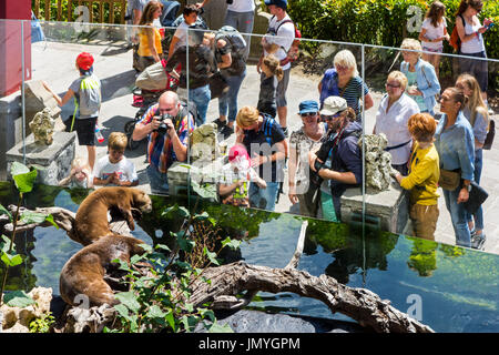 Visitors watching and taking pictures of Asian small-clawed otters / oriental small-clawed otter (Amblonyx) at enclosure in zoo in summer Stock Photo