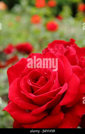 Rosa GLAD TIDINGS, a floribunda bush rose, in full bloom in an English garden in summer (June) Stock Photo