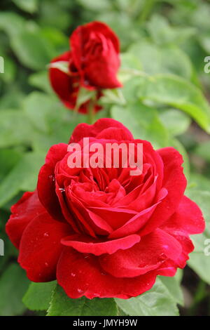 Rosa L D Braithwaite, an English rose in full bloom in an English garden in summer (June). Bred by David Austin. Stock Photo