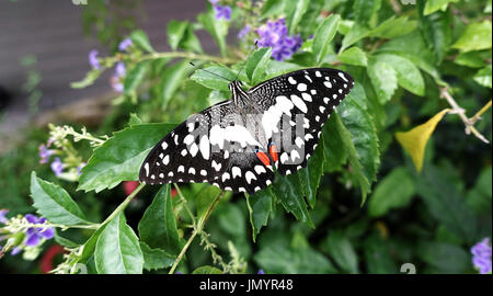 Close-up black red colored butterfly sitting and resting on green leaf drying its wings in the sun by spreading them. Stock Photo