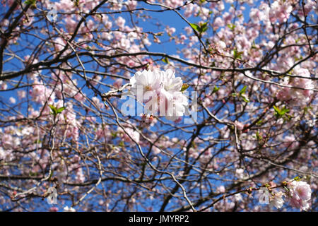 Close-up of pink Japanese cherry blossom Sakura flower growing on brown tree branches in the afternoon sun with clear blue sky.