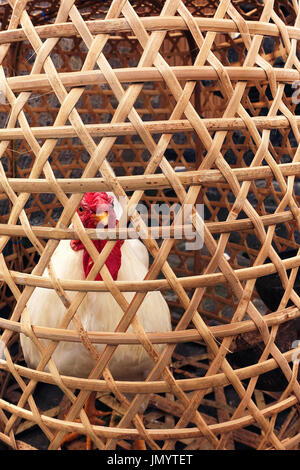 Big fat white feathered chicken locked inside wooden bamboo cage looking out small holes waiting to be slaughtered in Bali, Indonesia. Stock Photo