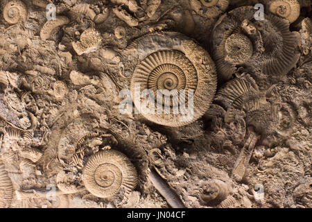 Close up of prehistoric extinct animals in stone. Fossils background Stock Photo