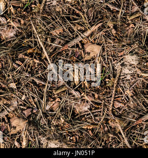 seamless dry brown summer forest ground. background, texture. Stock Photo