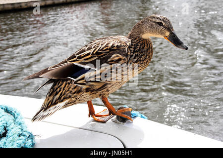 A Duck had hitched a free ride on the back of a boat cruising down a river on the Norfolk Broads  Image taken on a bright sunny day. Stock Photo