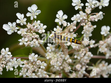 Hoverfly - Sphaerophoria scripta  On Wild Carrot - Daucus carota Stock Photo